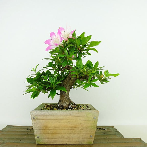 盆栽 皐月 麗子 樹高 約17cm さつき Rhododendron indicum サツキ ツツジ科 常緑樹 観賞用 小品 v1137718300