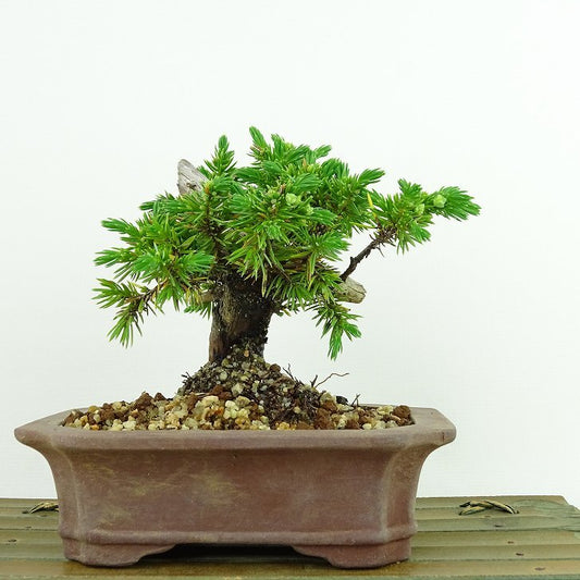 盆栽 松 杜松 樹高 約11cm としょう Juniperus rigida トショウ ヒノキ科 常緑針葉樹 観賞用 小品 p1137702242