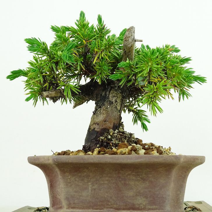 盆栽 松 杜松 樹高 約11cm としょう Juniperus rigida トショウ ヒノキ科 常緑針葉樹 観賞用 小品 p1137702242