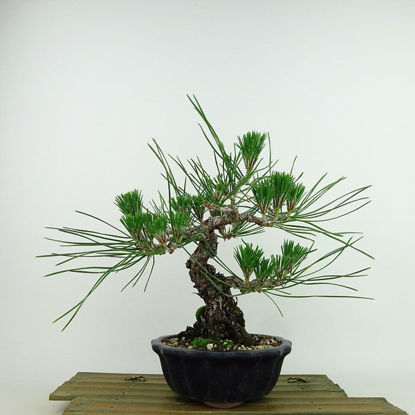 盆栽 松 黒松 樹高 約22cm くろまつ Pinus thunbergii クロマツ マツ科 常緑針葉樹 観賞用 t1137695643