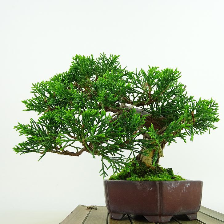 盆栽 真柏 樹高 約14cm しんぱく Juniperus chinensis シンパク “ジン シャリ” ヒノキ科 常緑樹 観賞用 小品 – 森流  - 奇異植物、爬蟲、水族 | GreenFlow Exotic Pets & Plants