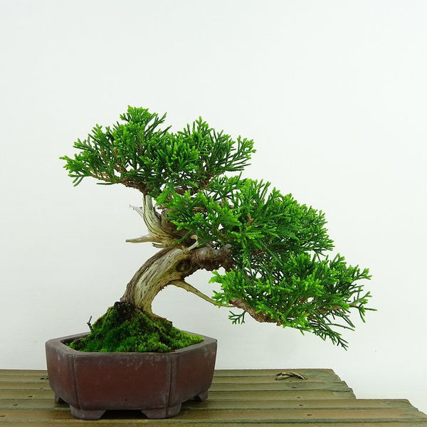 盆栽 真柏 樹高 約14cm しんぱく Juniperus chinensis シンパク “ジン シャリ” ヒノキ科 常緑樹 観賞用 小品 o1137713031