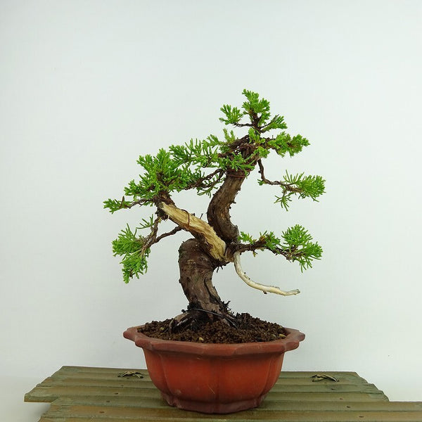 盆栽 真柏 樹高 約19cm しんぱく Juniperus chinensis シンパク “ジン シャリ” ヒノキ科 常緑樹 観賞用 小品 s1137702199