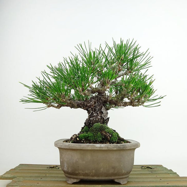 盆栽 松 黒松 樹高 約17cm くろまつ Pinus thunbergii クロマツ マツ科 常緑針葉樹 観賞用 小品 s1137706344