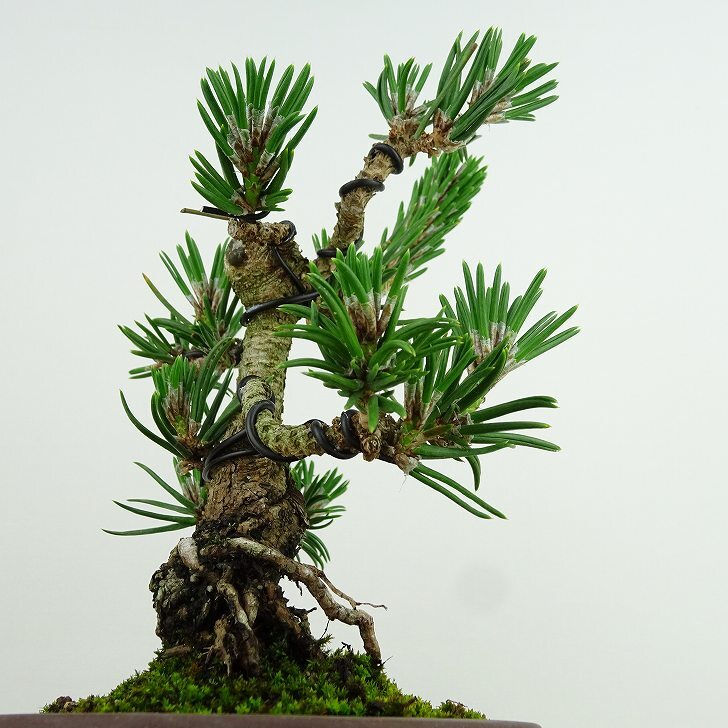 盆栽 松 黒松 寸松 樹高 約16cm くろまつ Pinus thunbergii クロマツ 寸松 マツ科 常緑針葉樹 観賞用 小品 k1137717227