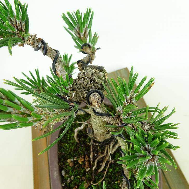 盆栽 松 黒松 寸松 樹高 約16cm くろまつ Pinus thunbergii クロマツ 寸松 マツ科 常緑針葉樹 観賞用 小品 k1137717227