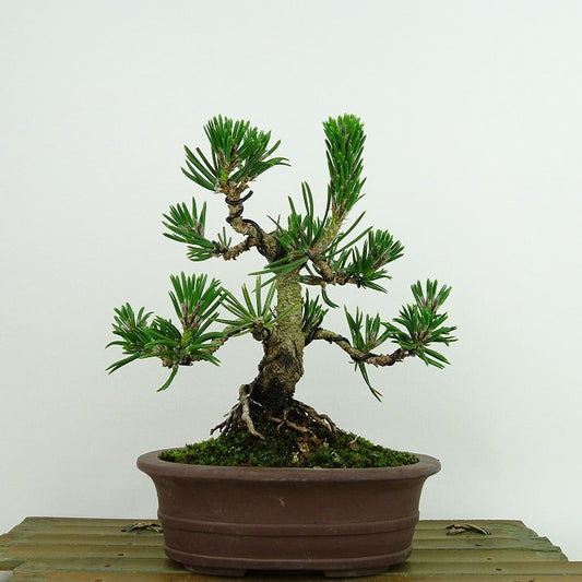 盆栽 松 黒松 寸松 樹高 約16cm くろまつ Pinus thunbergii クロマツ 寸松 マツ科 常緑針葉樹 観賞用 小品 k1137717227