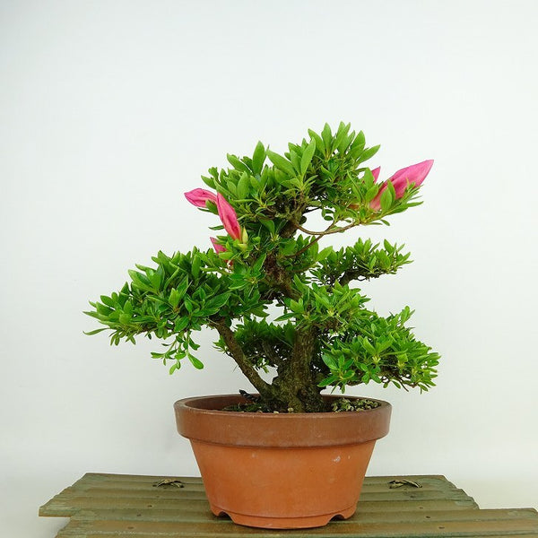 盆栽 皐月 明美の月 樹高 約16cm さつき Rhododendron indicum サツキ ツツジ科 常緑樹 観賞用 小品 k1137711648