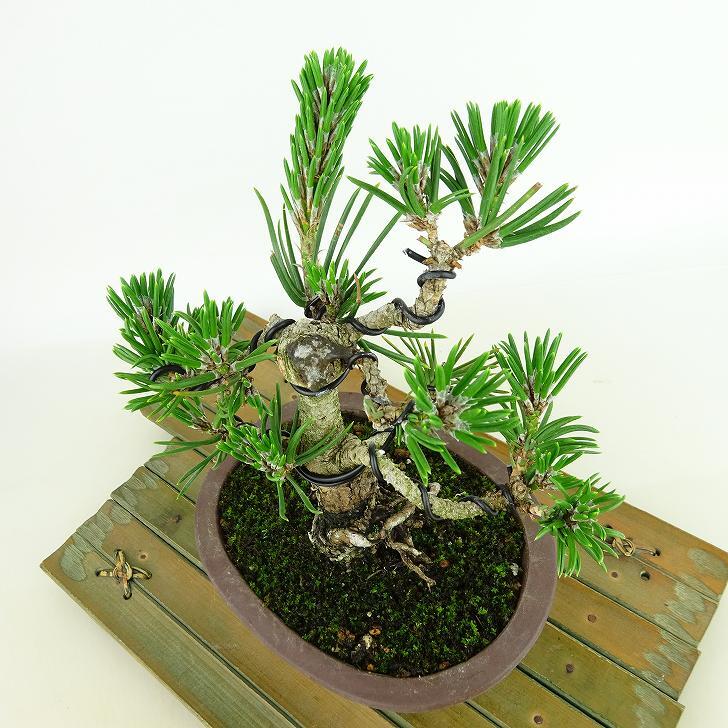 盆栽 松 黒松 寸松 樹高 約16cm くろまつ Pinus thunbergii クロマツ 寸松 マツ科 常緑針葉樹 観賞用 小品 k1137717227