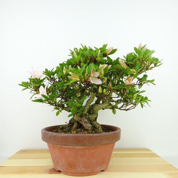 盆栽 皐月 晃山 樹高 約20cm さつき Rhododendron indicum サツキ ツツジ科 常緑樹 観賞用 小品 k1137721902