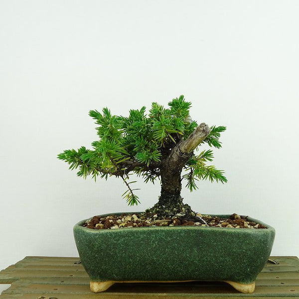 盆栽 松 杜松 樹高 約10cm としょう Juniperus rigida トショウ ヒノキ科 常緑針葉樹 観賞用 小品 m1137713217