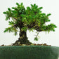 盆栽 松 杜松 樹高 約10cm としょう Juniperus rigida トショウ ヒノキ科 常緑針葉樹 観賞用 小品 m1137713217