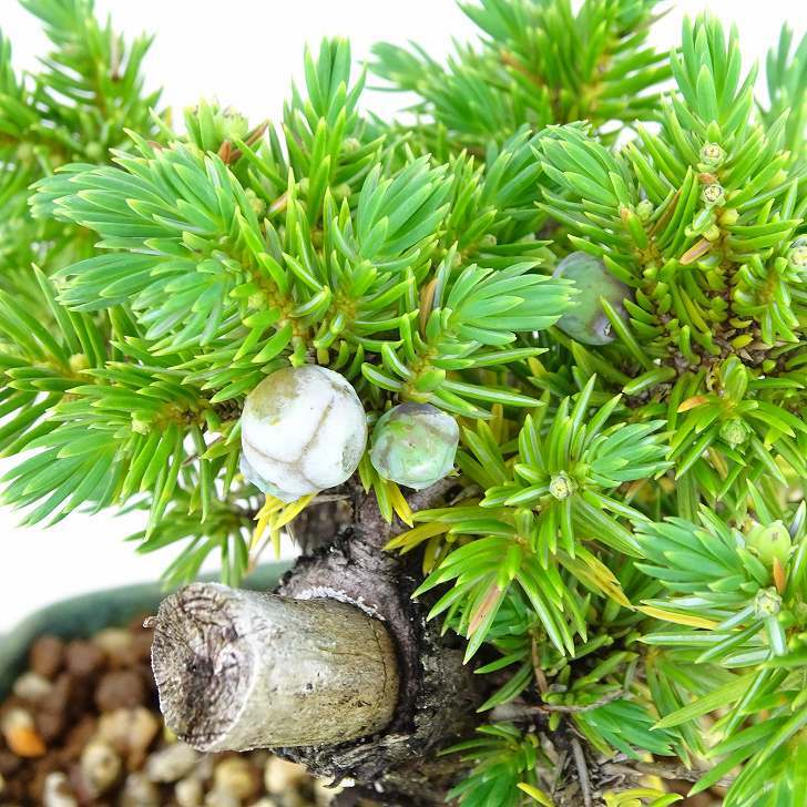 盆栽 松 杜松 樹高 約10cm としょう Juniperus rigida トショウ ヒノキ科 常緑針葉樹 観賞用 小品 m1137713217