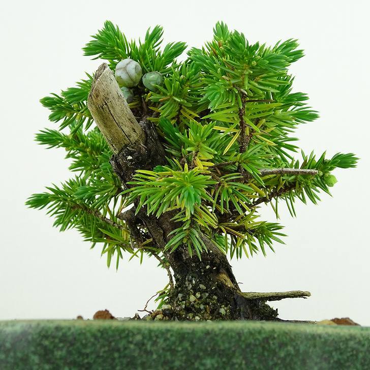 盆栽 松 杜松 樹高 約10cm としょう Juniperus rigida トショウ ヒノキ科 常緑針葉樹 観賞用 小品 m1137713217