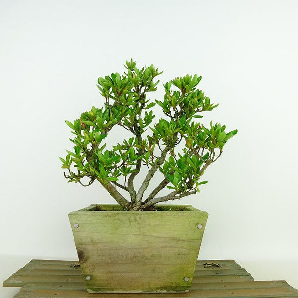 盆栽 皐月 初孫 樹高 約19cm さつき Rhododendron indicum サツキ ツツジ科 常緑樹 観賞用 小品 r1137707361