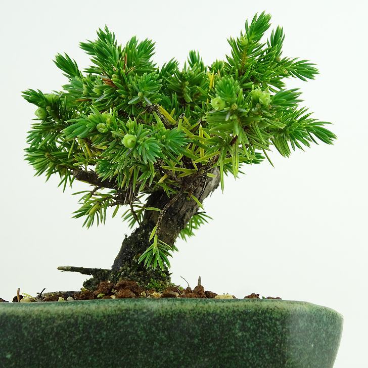 盆栽 松 杜松 樹高 約10cm としょう Juniperus rigida トショウ ヒノキ科 常緑針葉樹 観賞用 小品 m1137713217