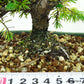 盆栽 松 杜松 樹高 約10cm としょう Juniperus rigida トショウ ヒノキ科 常緑針葉樹 観賞用 小品 m1137713217