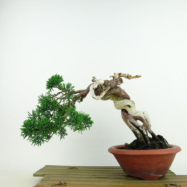 盆栽 真柏 樹高 約17cm しんぱく Juniperus chinensis シンパク “ジン シャリ” ヒノキ科 常緑樹 観賞用 小品 u1137722199