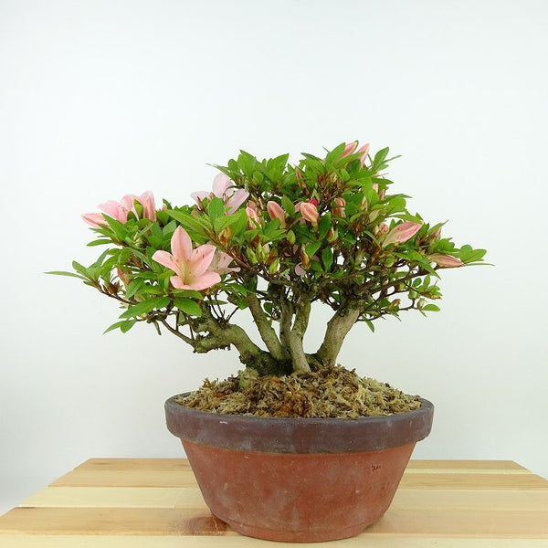 盆栽 皐月 日光 樹高 約19cm さつき Rhododendron indicum サツキ ツツジ科 常緑樹 観賞用 小品 n1137709944