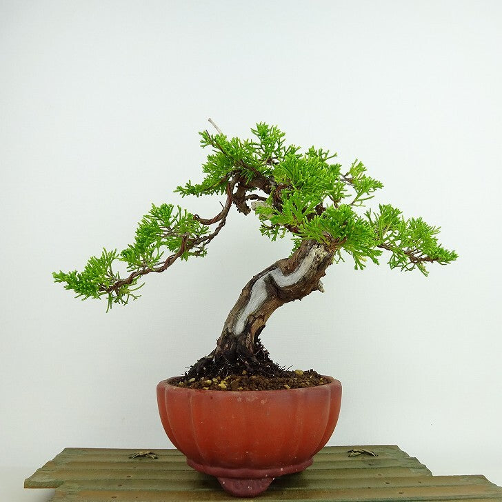 盆栽 真柏 樹高 約21cm しんぱく Juniperus chinensis シンパク “ジン シャリ” ヒノキ科 常緑樹 観賞用  k1137712299 - 森流 GreenFlow - 動植物造景專門店