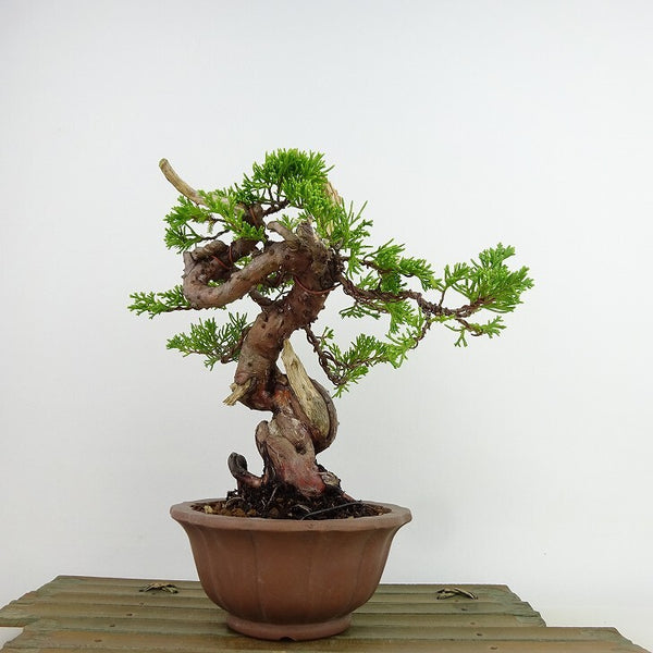 盆栽 真柏 樹高 約21cm しんぱく Juniperus chinensis シンパク “ジン シャリ” ヒノキ科 常緑樹 観賞用 o1137718340