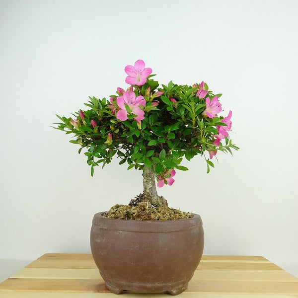 盆栽 皐月 鶴翁 樹高 約18cm さつき Rhododendron indicum サツキ 赤 ツツジ科 常緑樹 観賞用 小品 s1137731142