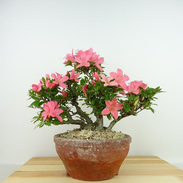 盆栽 皐月 新日光 樹高 約22cm さつき Rhododendron indicum サツキ ツツジ科 常緑樹 観賞用 v1138343934