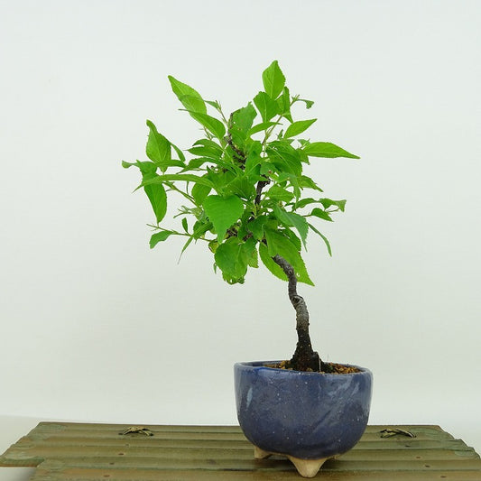 盆栽 庭梅 樹高 約19cm にわうめ Prunus japonica ニワウメ バラ科 落葉樹 観賞用 小品 q1138344267