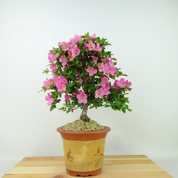 盆栽 皐月 鶴翁 樹高 約24cm さつき Rhododendron indicum サツキ ツツジ科 常緑樹 観賞用