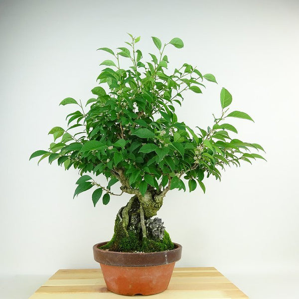 盆栽 梅擬 樹高 約48cm うめもどき Ilex serrata ウメモドキ 石付き モチノキ科 落葉樹 観賞用 1139252317