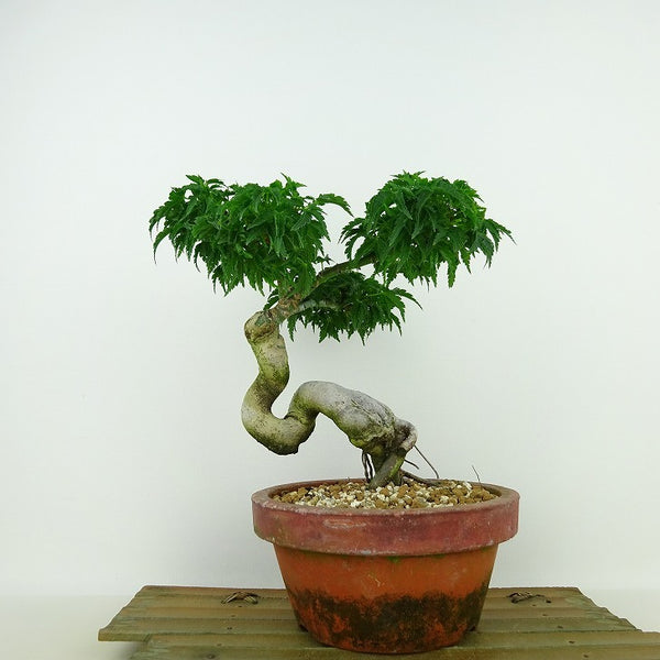 盆栽 紅葉 獅子頭 樹高 約19cm もみじ Acer palmatum モミジ シシガシラ カエデ科 落葉樹 観賞用 小品 h1139306351