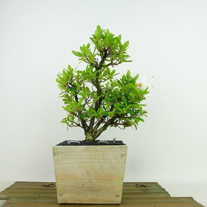 盆栽 皐月 鶴翁 樹高 約20cm さつき Rhododendron indicum サツキ ツツジ科 常緑樹 観賞用