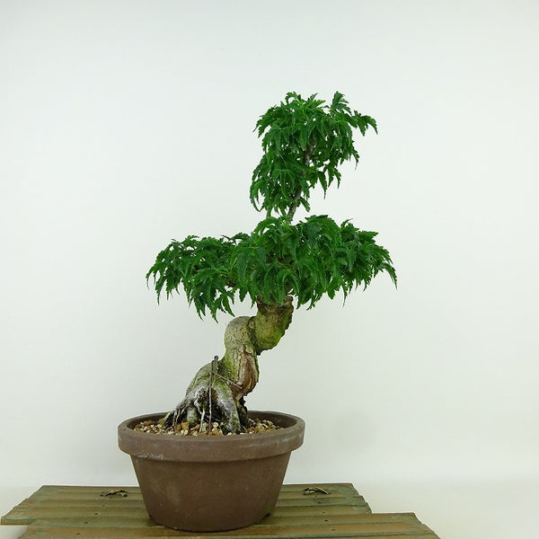 盆栽 紅葉 獅子頭 樹高 約26cm もみじ Acer palmatum モミジ シシガシラ カエデ科 落葉樹 観賞用 h1139305356