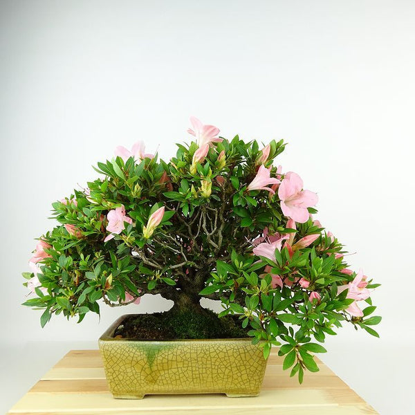 盆栽 皐月 葵の輝 樹高 約29cm さつき Rhododendron indicum サツキ ツツジ科 常緑樹 観賞用 j1139294075