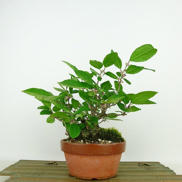 盆栽 梅擬 樹高 約14cm うめもどき Ilex serrata ウメモドキ モチノキ科 落葉樹 観賞用 小品