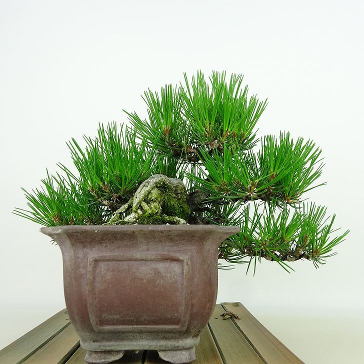 盆栽 松 赤松 樹高 上下 約17cm あかまつ Pinus densiflora アカマツ red pine マツ科 常緑樹 観賞用 小品 b1140390555