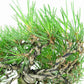 盆栽 松 赤松 樹高 上下 約17cm あかまつ Pinus densiflora アカマツ red pine マツ科 常緑樹 観賞用 小品 b1140390555