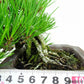 盆栽 松 赤松 樹高 上下 約17cm あかまつ Pinus densiflora アカマツ red pine マツ科 常緑樹 観賞用 小品 b1140390555