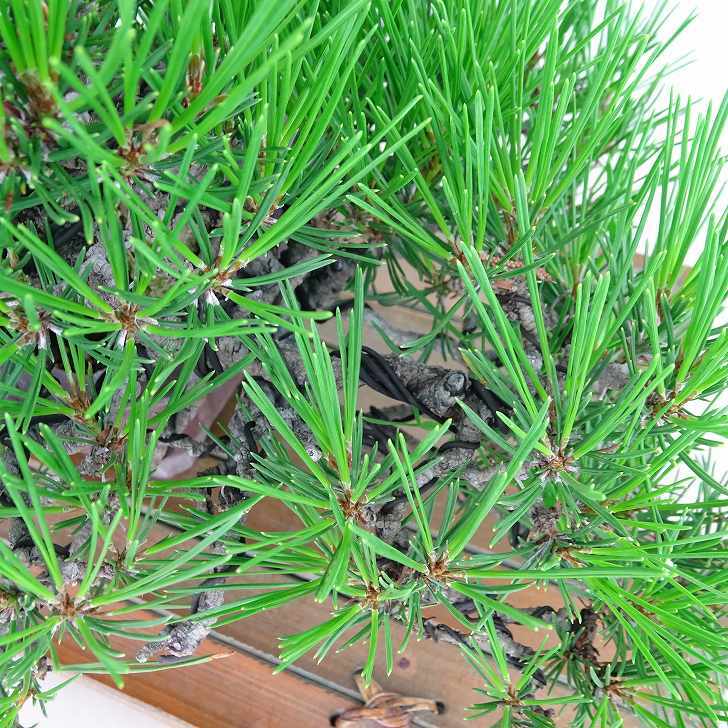 盆栽 松 赤松 樹高 上下 約17cm あかまつ Pinus densiflora アカマツ red pine マツ科 常緑樹 観賞用 小品 b1140390555