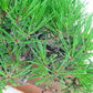 盆栽 松 赤松 樹高 上下 約17cm あかまつ Pinus densiflora アカマツ red pine マツ科 常緑樹 観賞用 小品 b1140390555