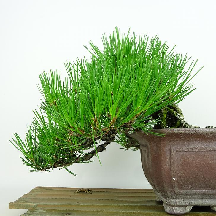 盆栽 松 赤松 樹高 上下 約17cm あかまつ Pinus densiflora アカマツ red pine マツ科 常緑樹 観賞用 小品 b1140390555