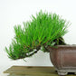 盆栽 松 赤松 樹高 上下 約17cm あかまつ Pinus densiflora アカマツ red pine マツ科 常緑樹 観賞用 小品 b1140390555