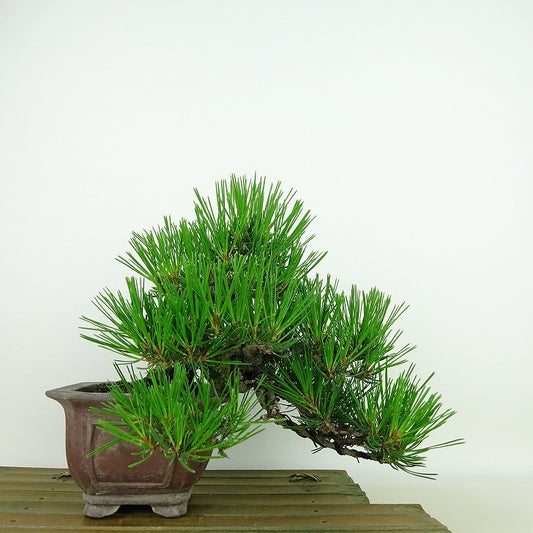 盆栽 松 赤松 樹高 上下 約17cm あかまつ Pinus densiflora アカマツ red pine マツ科 常緑樹 観賞用 小品 b1140390555