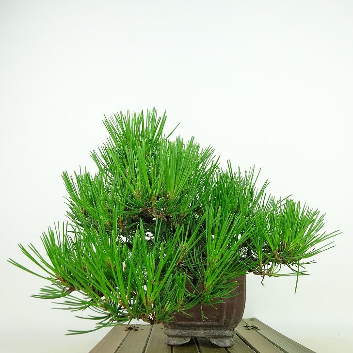 盆栽 松 赤松 樹高 上下 約17cm あかまつ Pinus densiflora アカマツ red pine マツ科 常緑樹 観賞用 小品 b1140390555