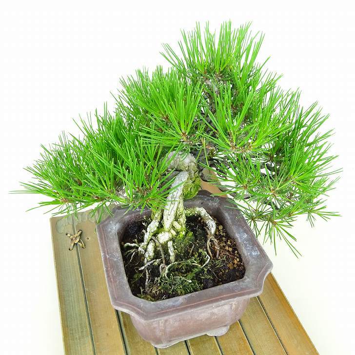 盆栽 松 赤松 樹高 上下 約17cm あかまつ Pinus densiflora アカマツ red pine マツ科 常緑樹 観賞用 小品 b1140390555