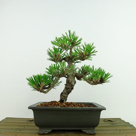 盆栽 松 黒松 八房 樹高 約15cm くろまつ Pinus thunbergii クロマツ 寸松 マツ科 常緑針葉樹 観賞用 小品 q1140379137