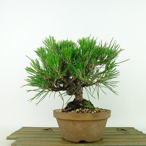 盆栽 松 黒松 樹高 約16cm くろまつ Pinus thunbergii クロマツ マツ科 常緑針葉樹 観賞用 小品 c1140377304