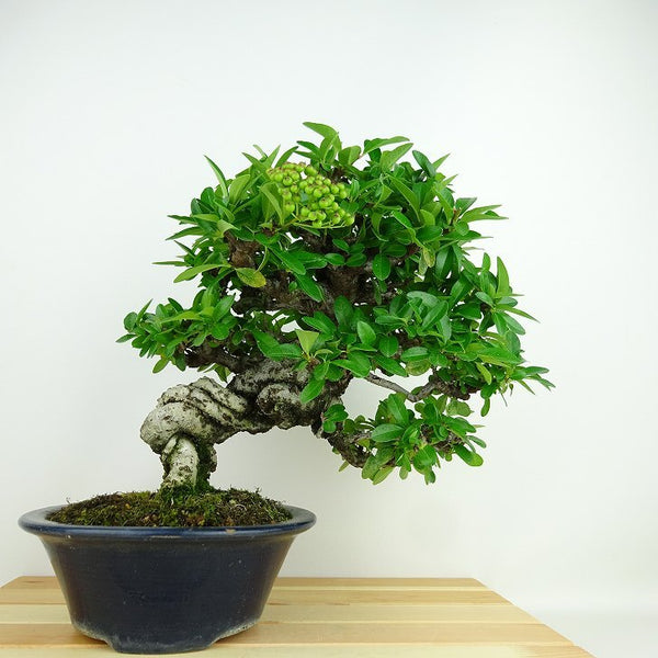 盆栽 ピラカンサ 樹高 約25cm Pyracantha 実物 バラ科 常緑樹 観賞用 k1140381963