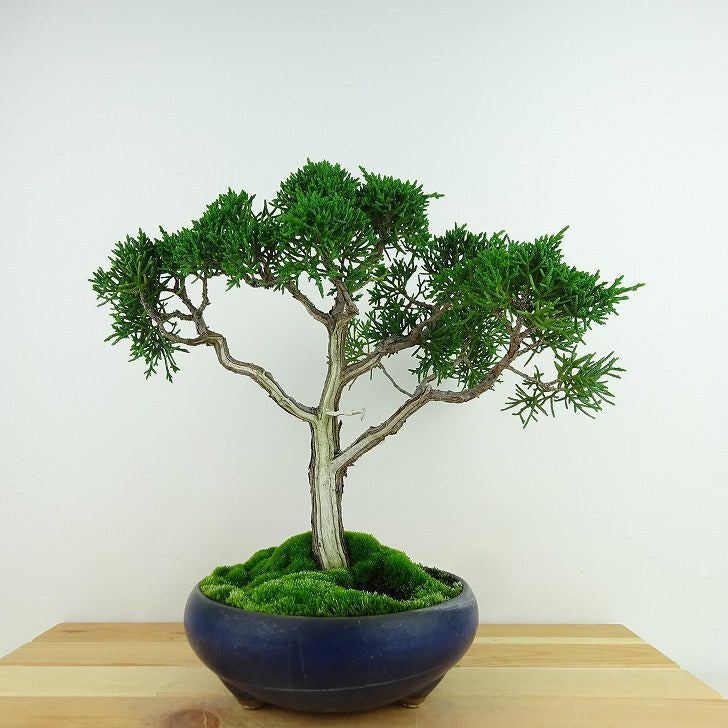 盆栽 真柏 樹高 約23cm しんぱく Juniperus chinensis シンパク “ジン シャリ” ヒノキ科 常緑樹 観賞用  h1140937099 - 森流 GreenFlow - 動植物造景專門店