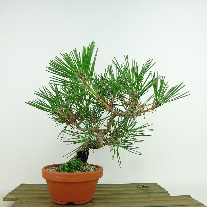 盆栽 松 黒松 樹高 約7〜9cm くろまつ Pinus thunbergii クロマツ マツ科 眠